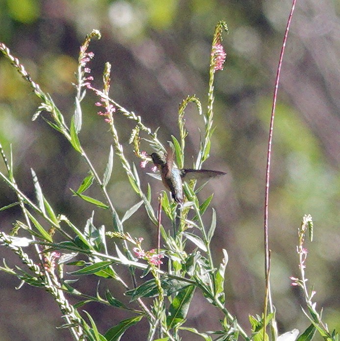 Calliope Hummingbird - ML478833711