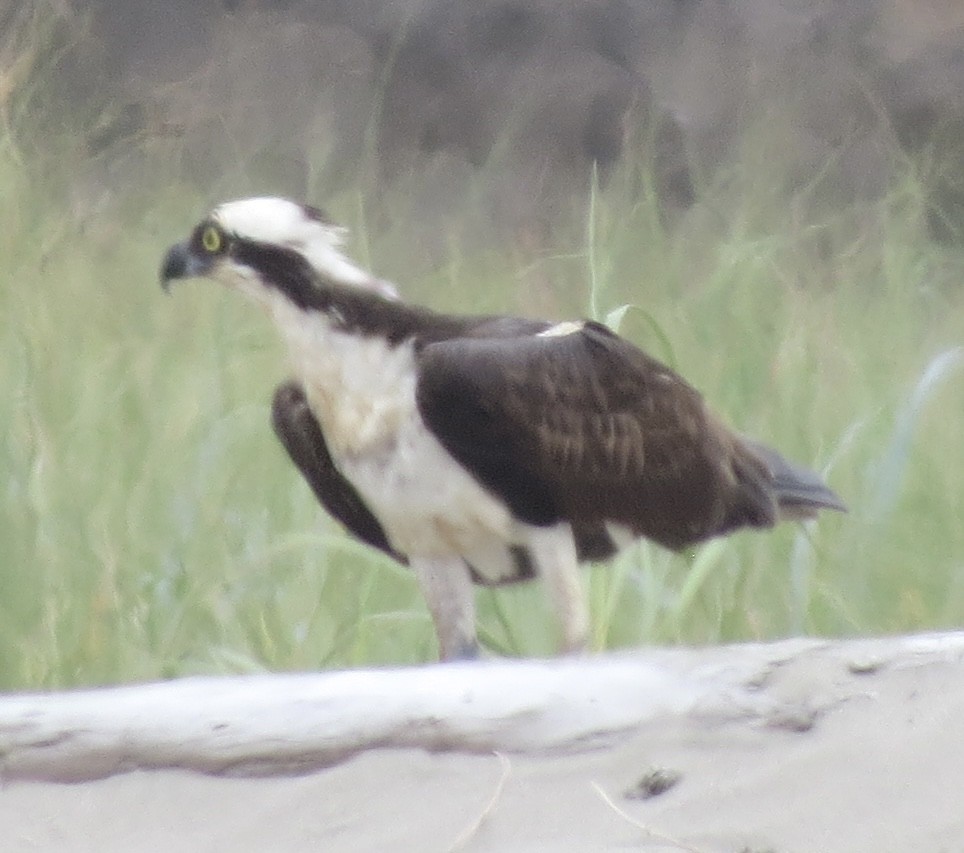 Osprey - ML478833731