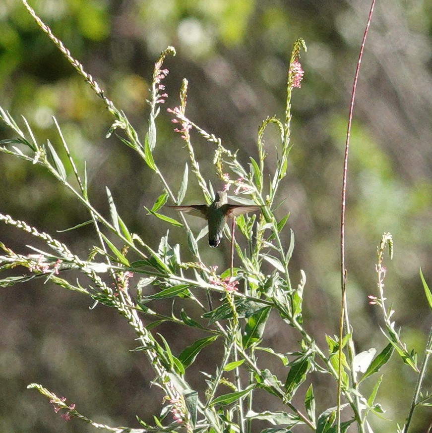 Calliope Hummingbird - ML478833791