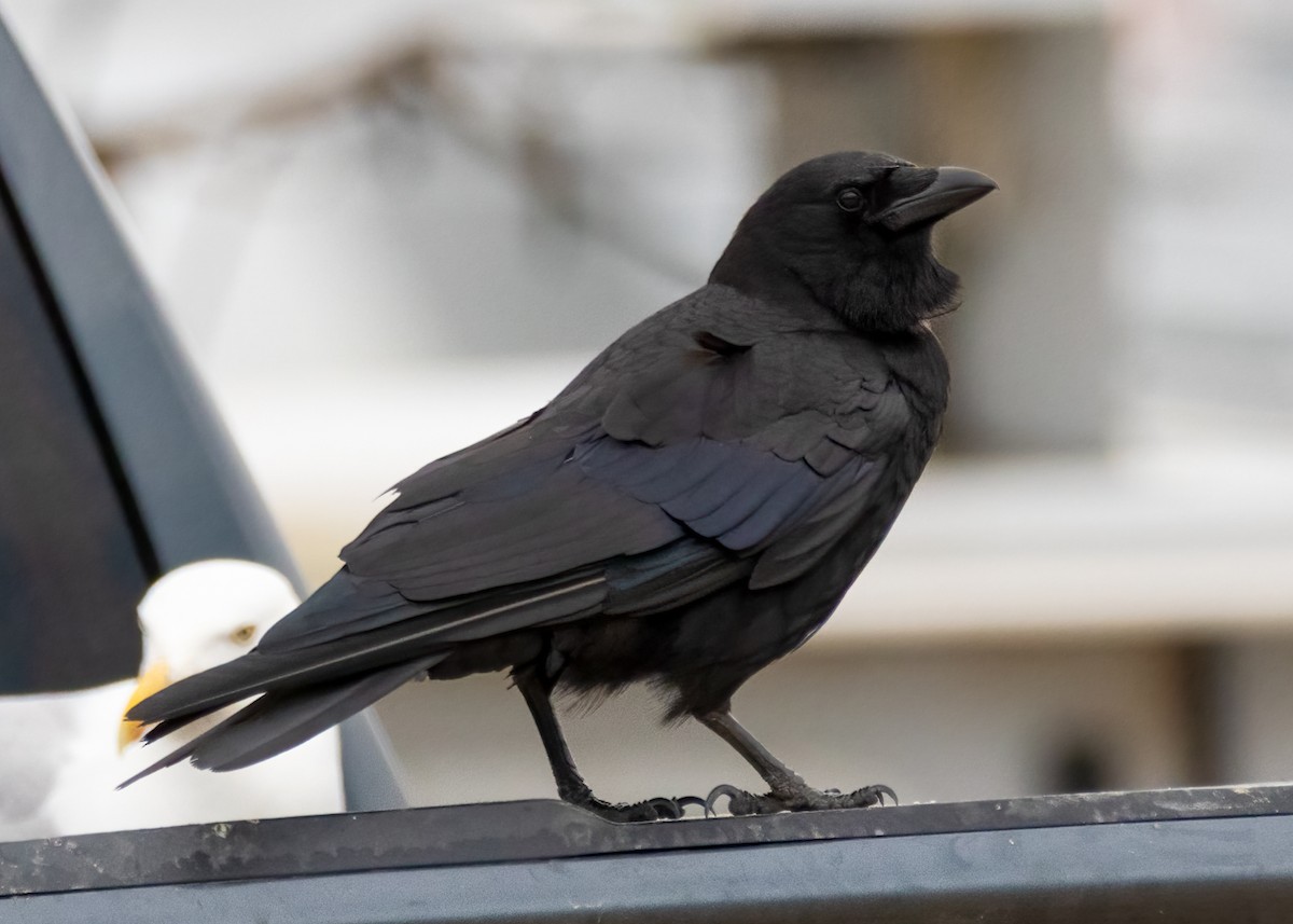 American Crow - Luc Tremblay