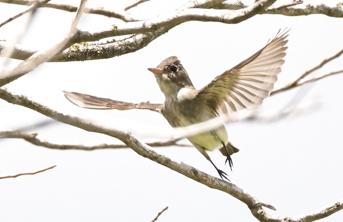Eastern Wood-Pewee - ML478834341