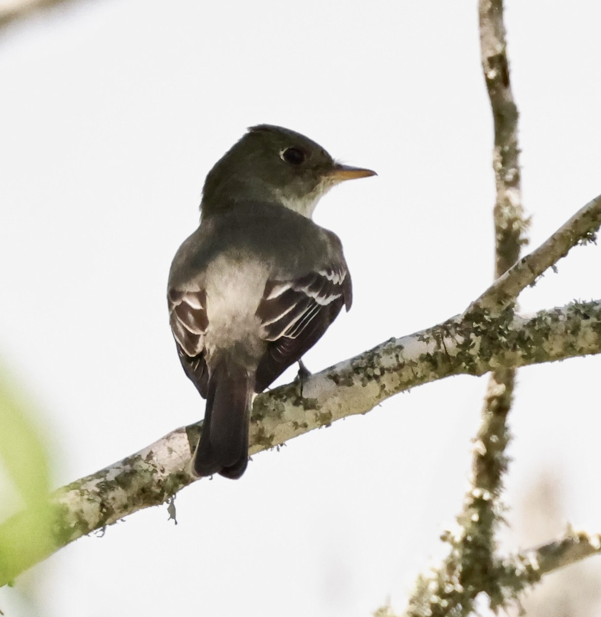 Eastern Wood-Pewee - ML478834351