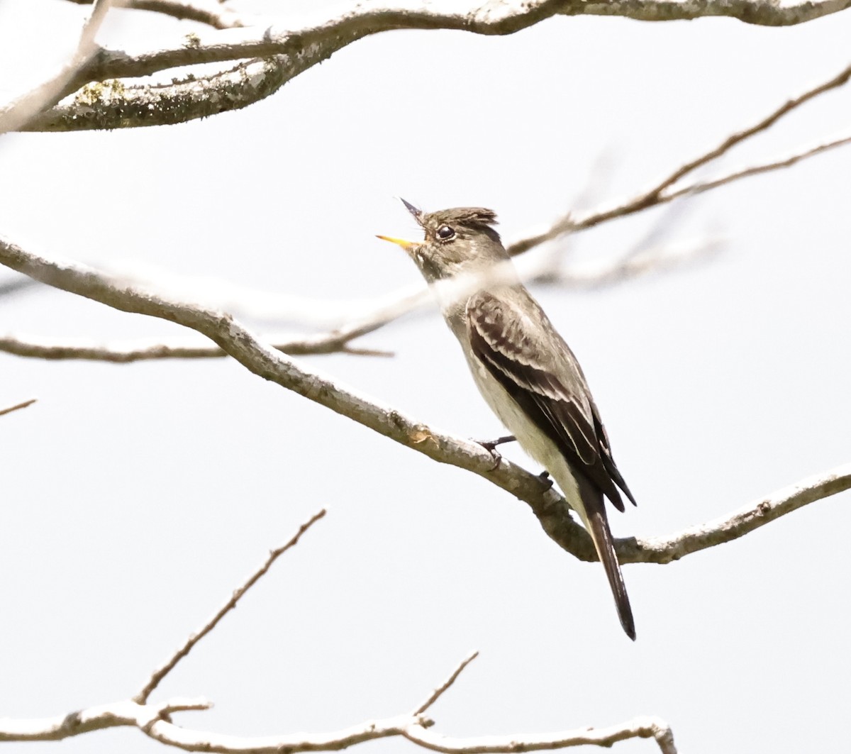Eastern Wood-Pewee - ML478834361