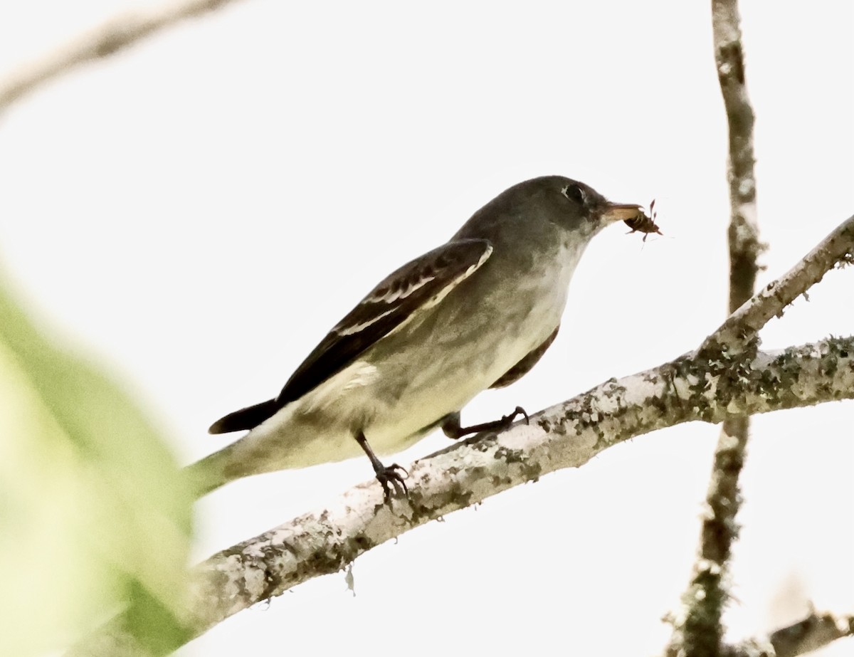 Eastern Wood-Pewee - ML478834381