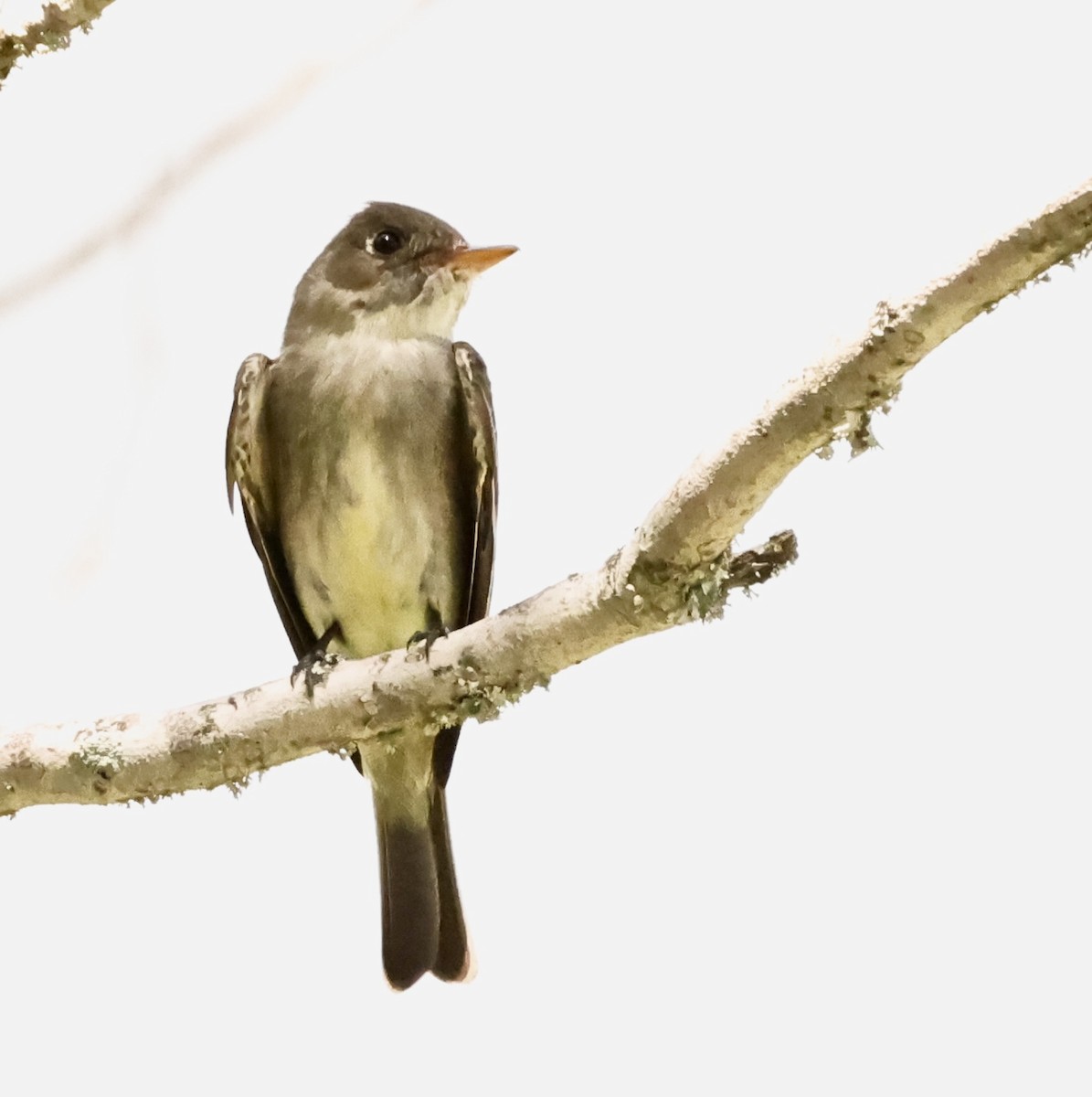 Eastern Wood-Pewee - ML478834391