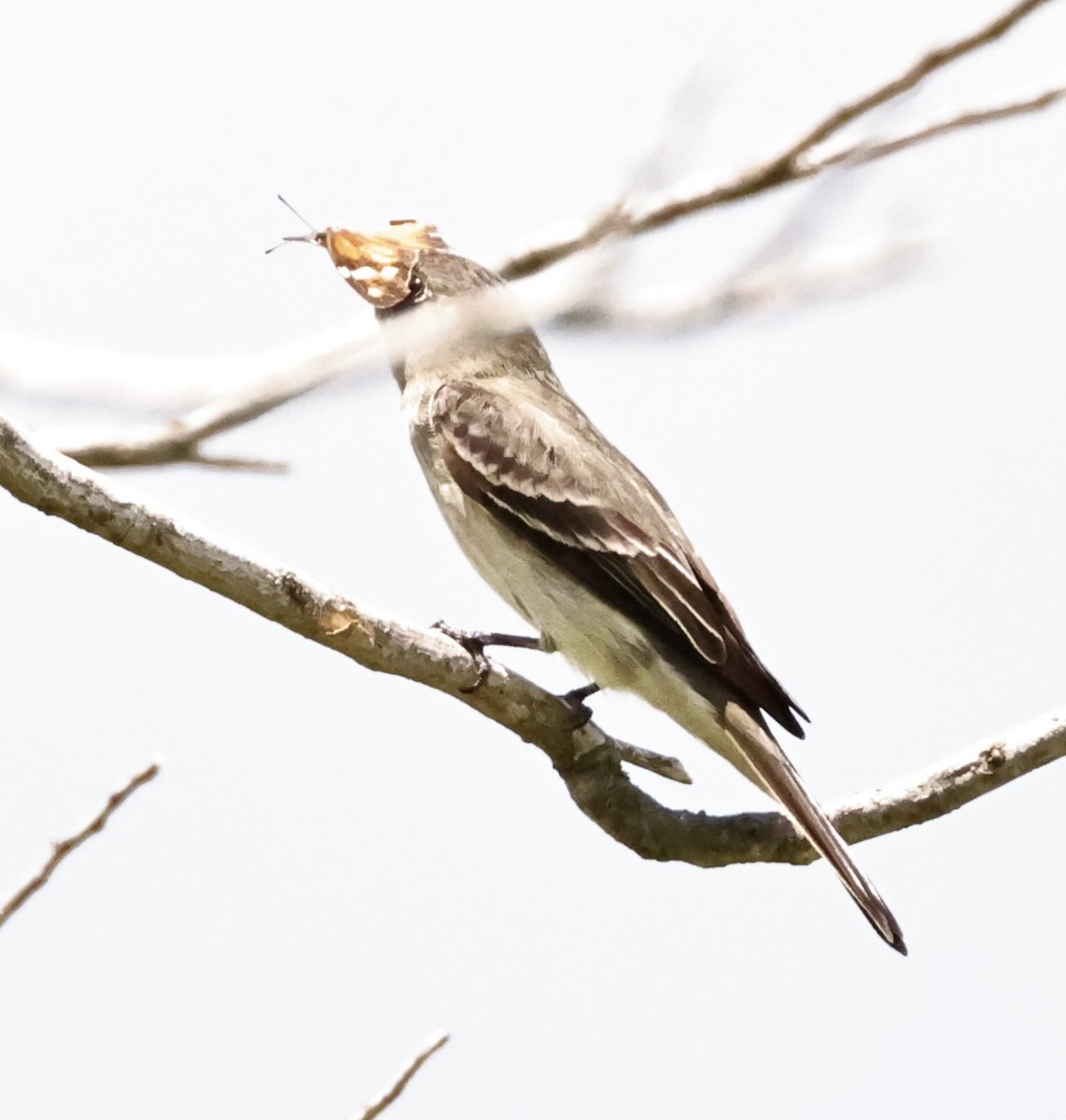 Eastern Wood-Pewee - ML478834401