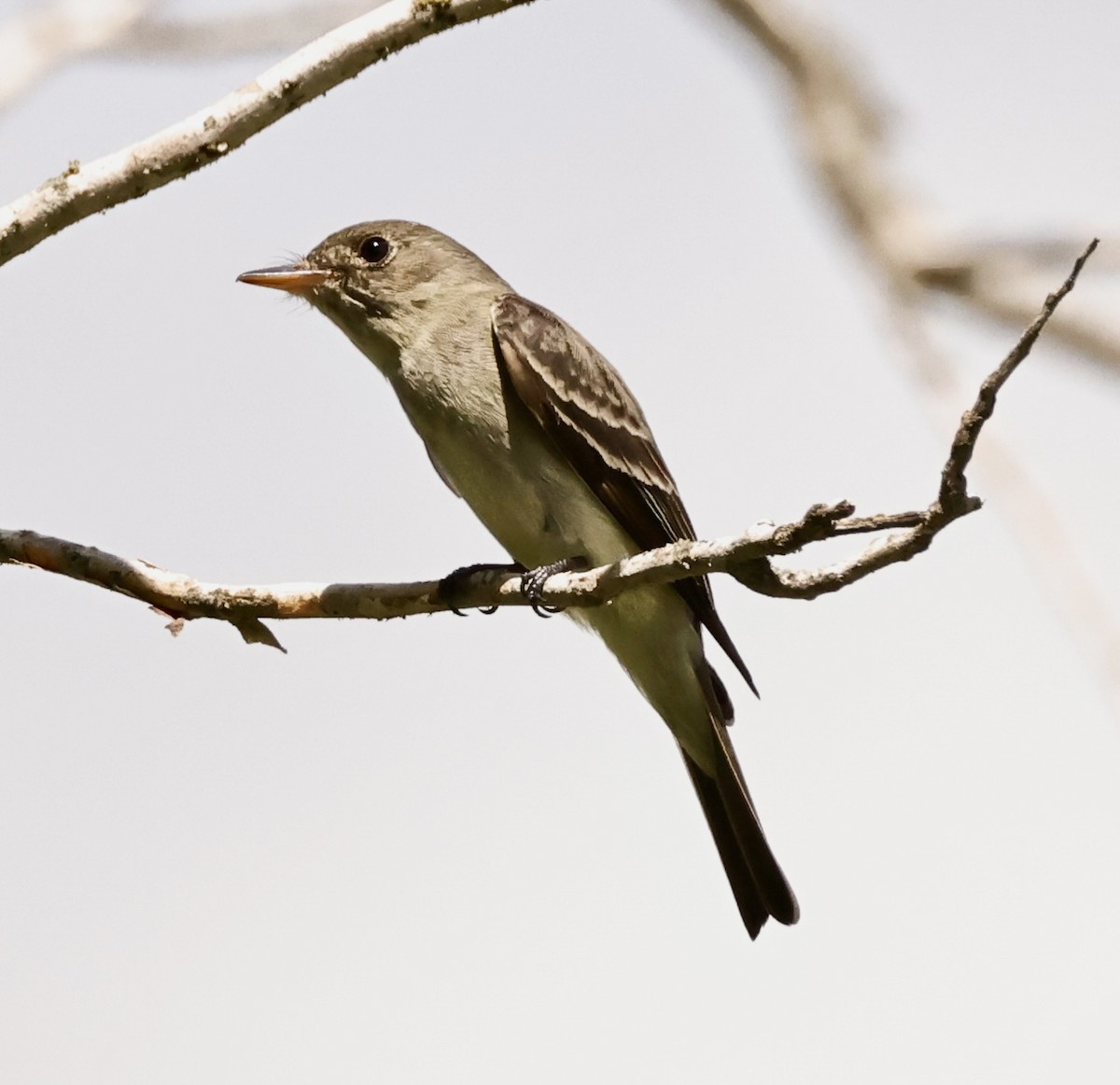 Eastern Wood-Pewee - ML478834441