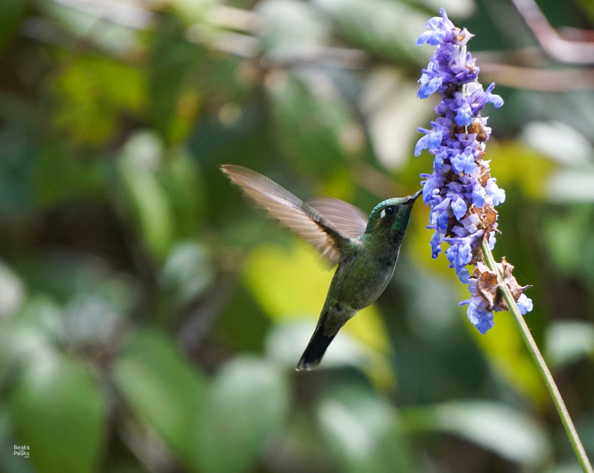 Emerald-chinned Hummingbird - William Orellana (Beaks and Peaks)