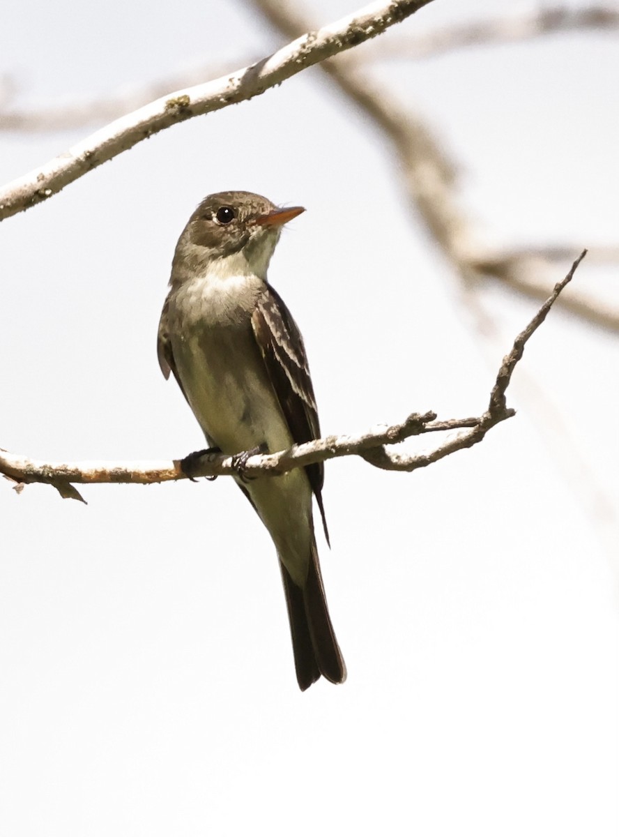 Eastern Wood-Pewee - ML478834811