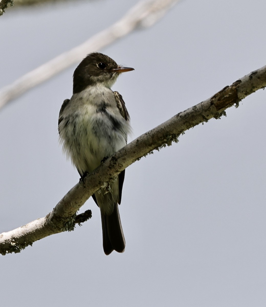 Eastern Wood-Pewee - ML478834821