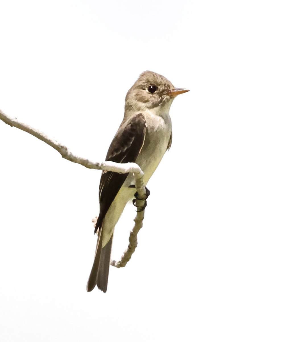 Eastern Wood-Pewee - ML478835041