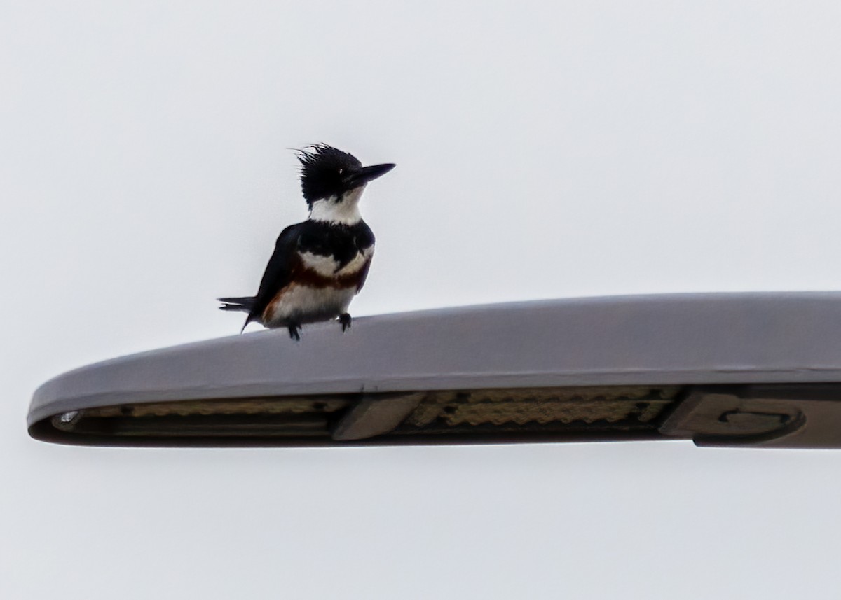Belted Kingfisher - ML478837661