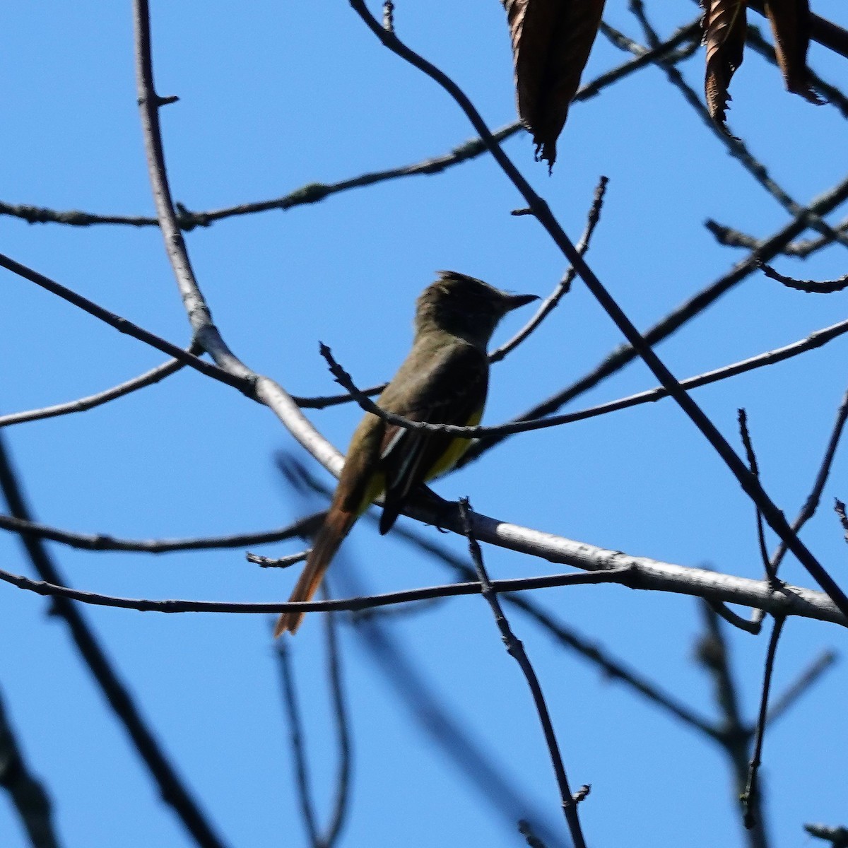 Great Crested Flycatcher - ML478838511