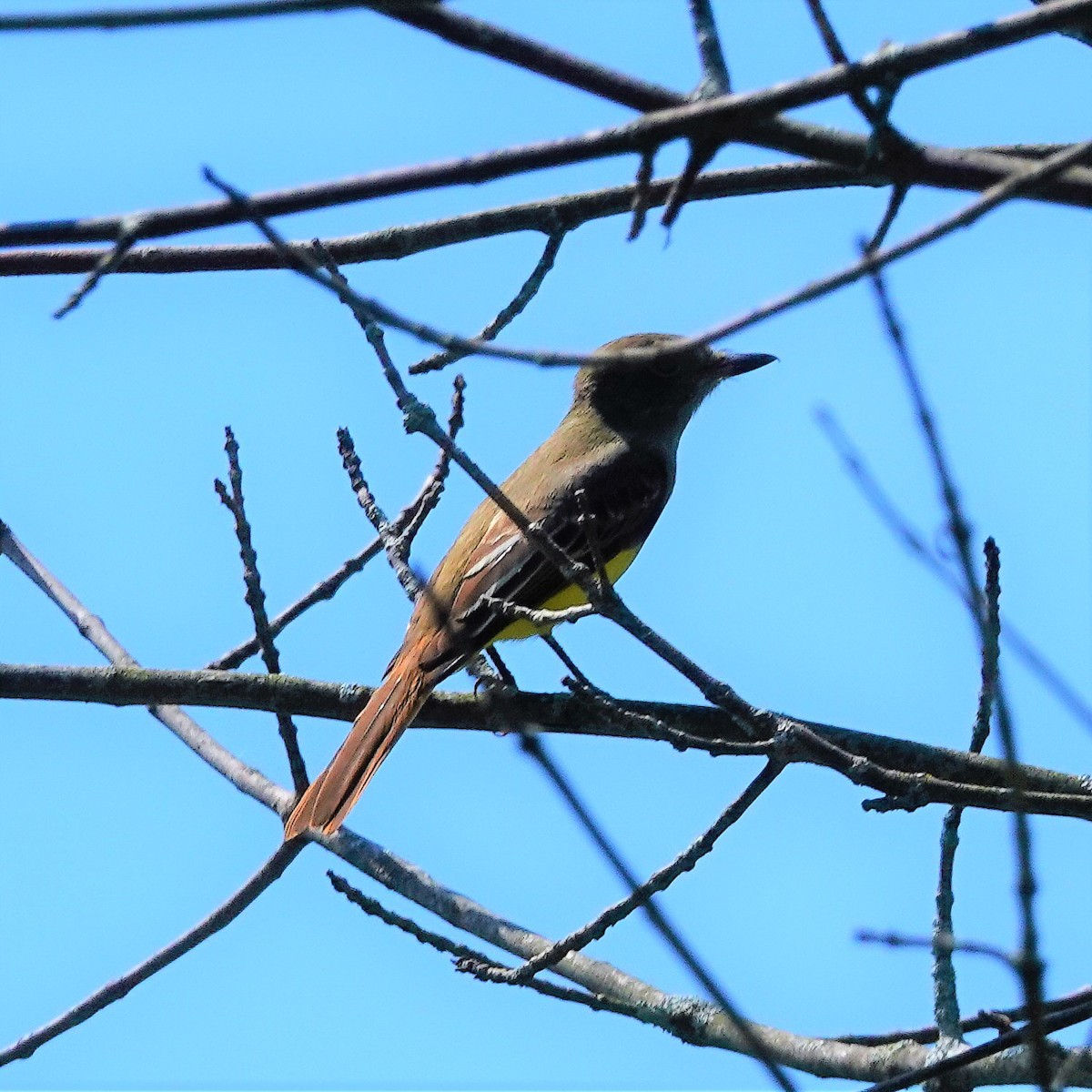 Great Crested Flycatcher - ML478838521