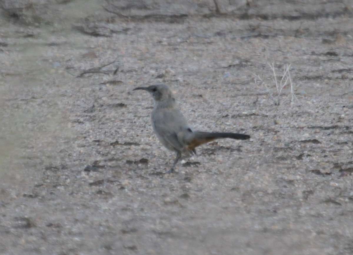 LeConte's Thrasher (LeConte's) - Sam Manning