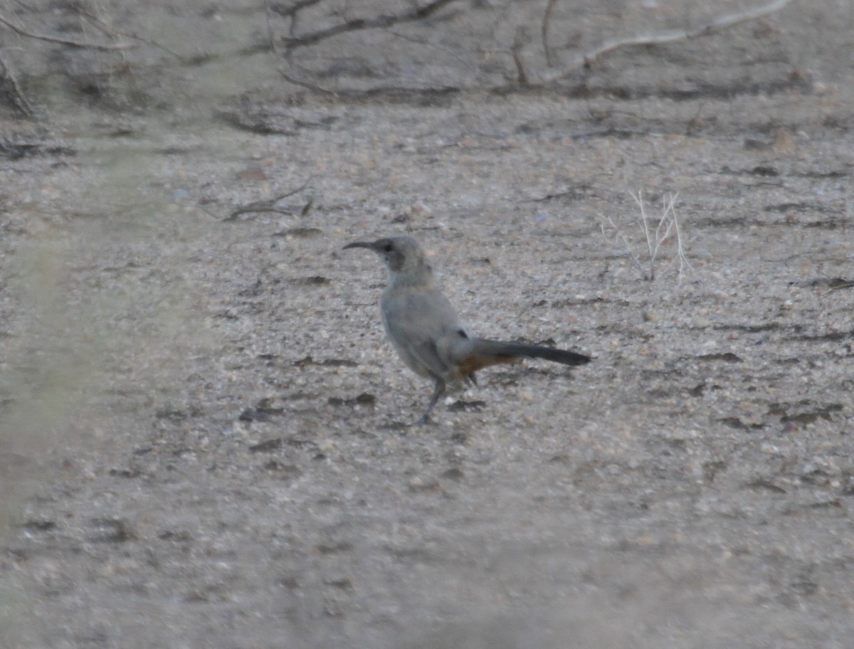 LeConte's Thrasher (LeConte's) - Sam Manning