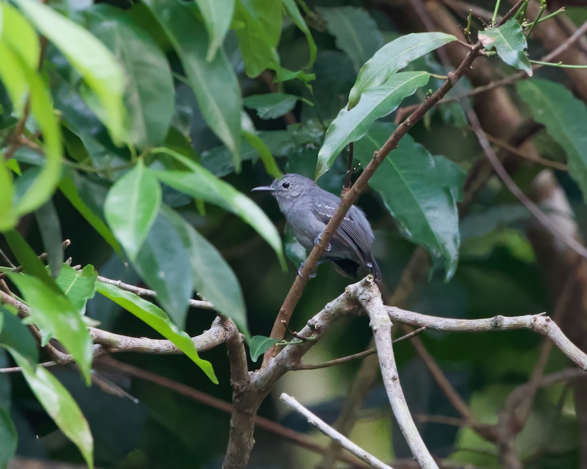 Leaden Antwren - Terence Degan