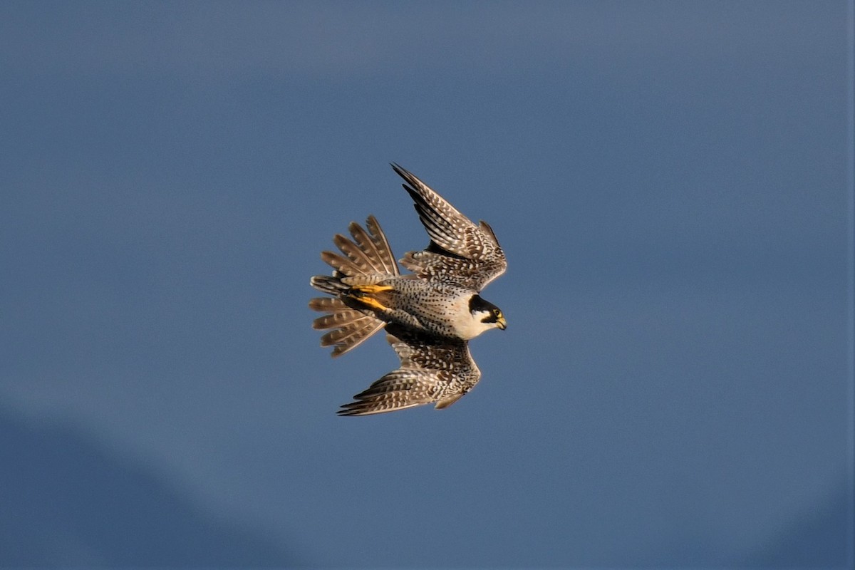 Peregrine Falcon - Kelly Kirkpatrick