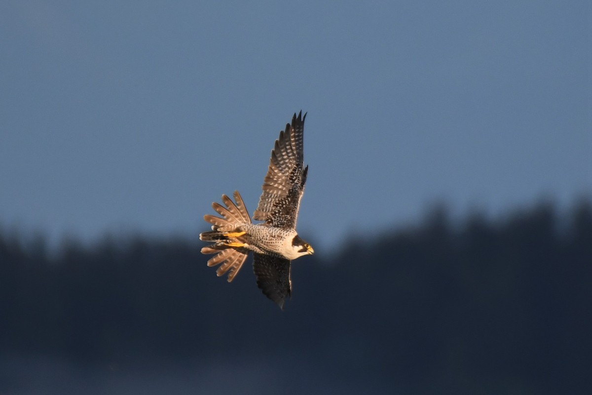 Peregrine Falcon - Kelly Kirkpatrick