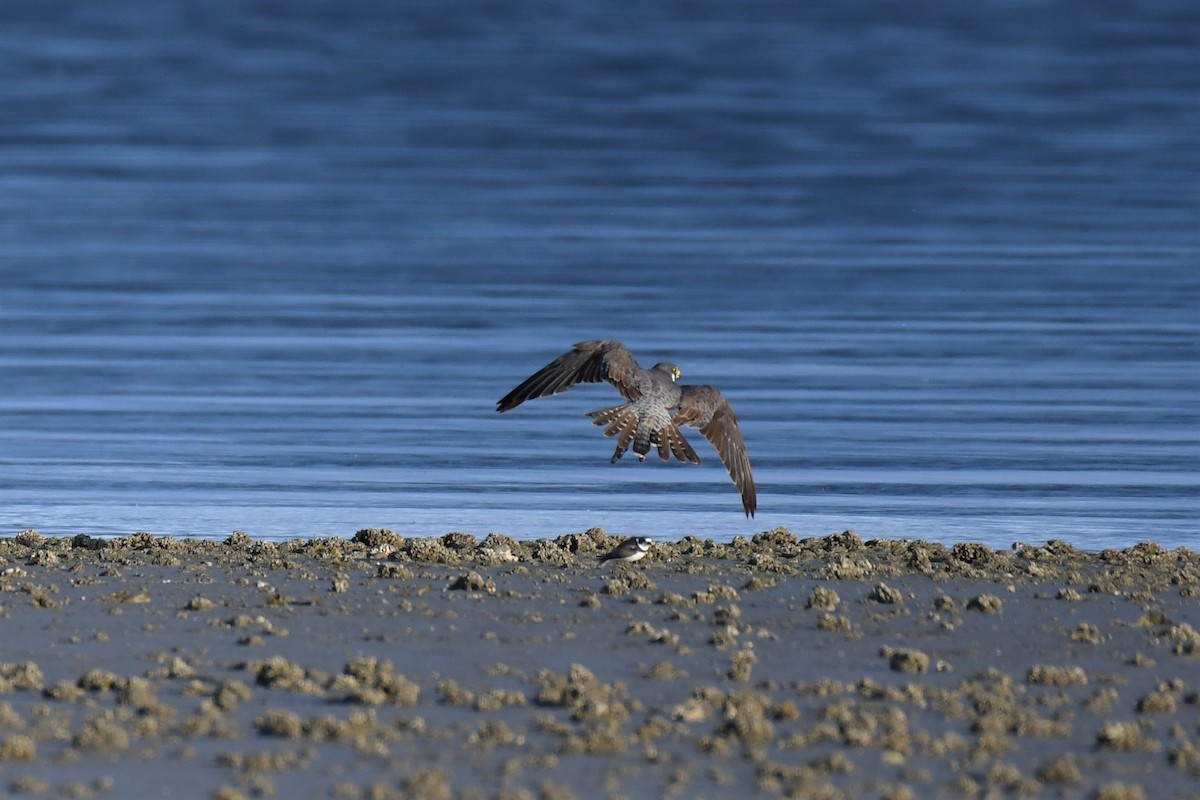 Halcón Peregrino - ML478841631