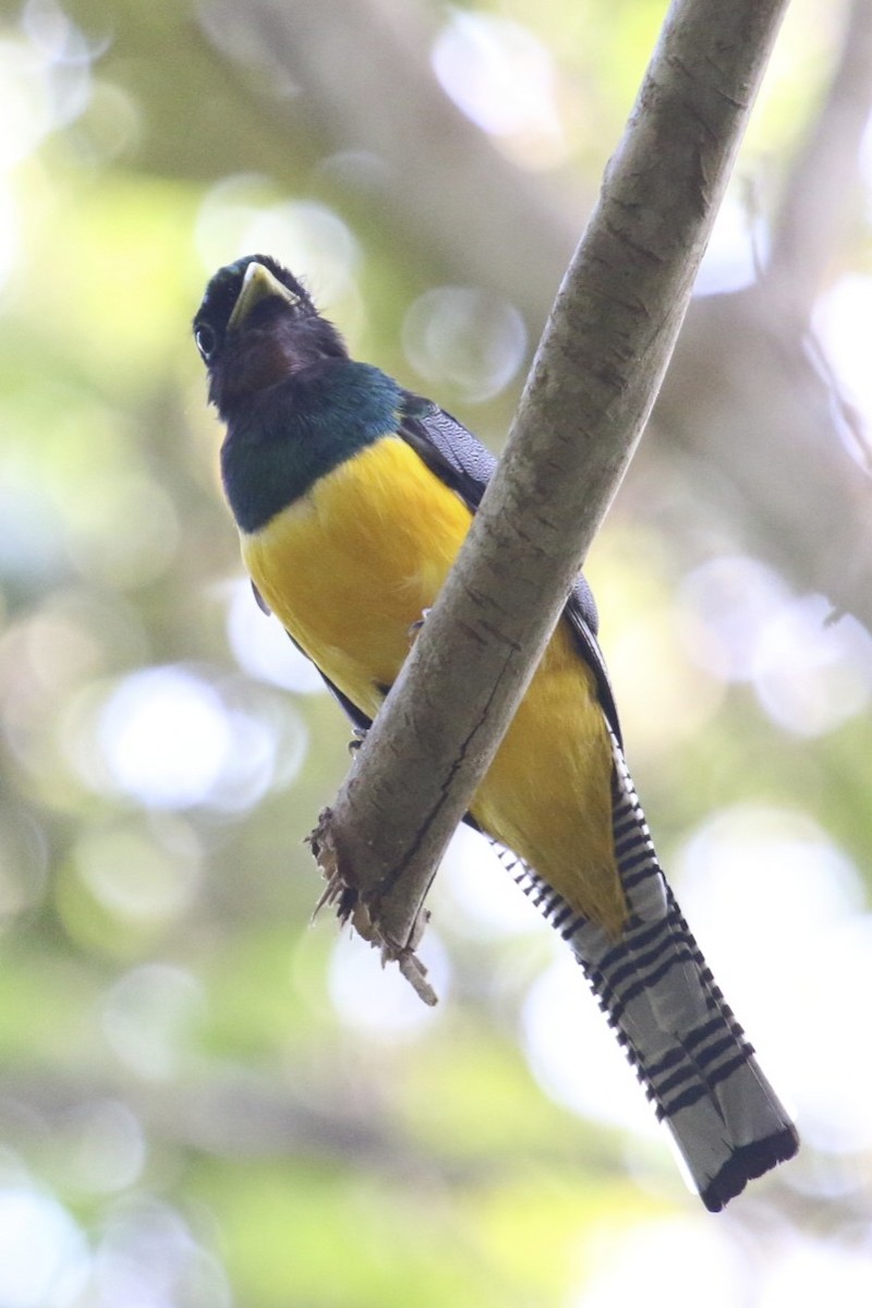 Northern Black-throated Trogon - ML47884211