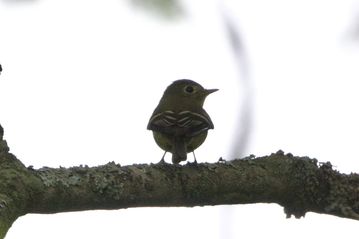 Yellow-bellied Flycatcher - Dimitris Salas