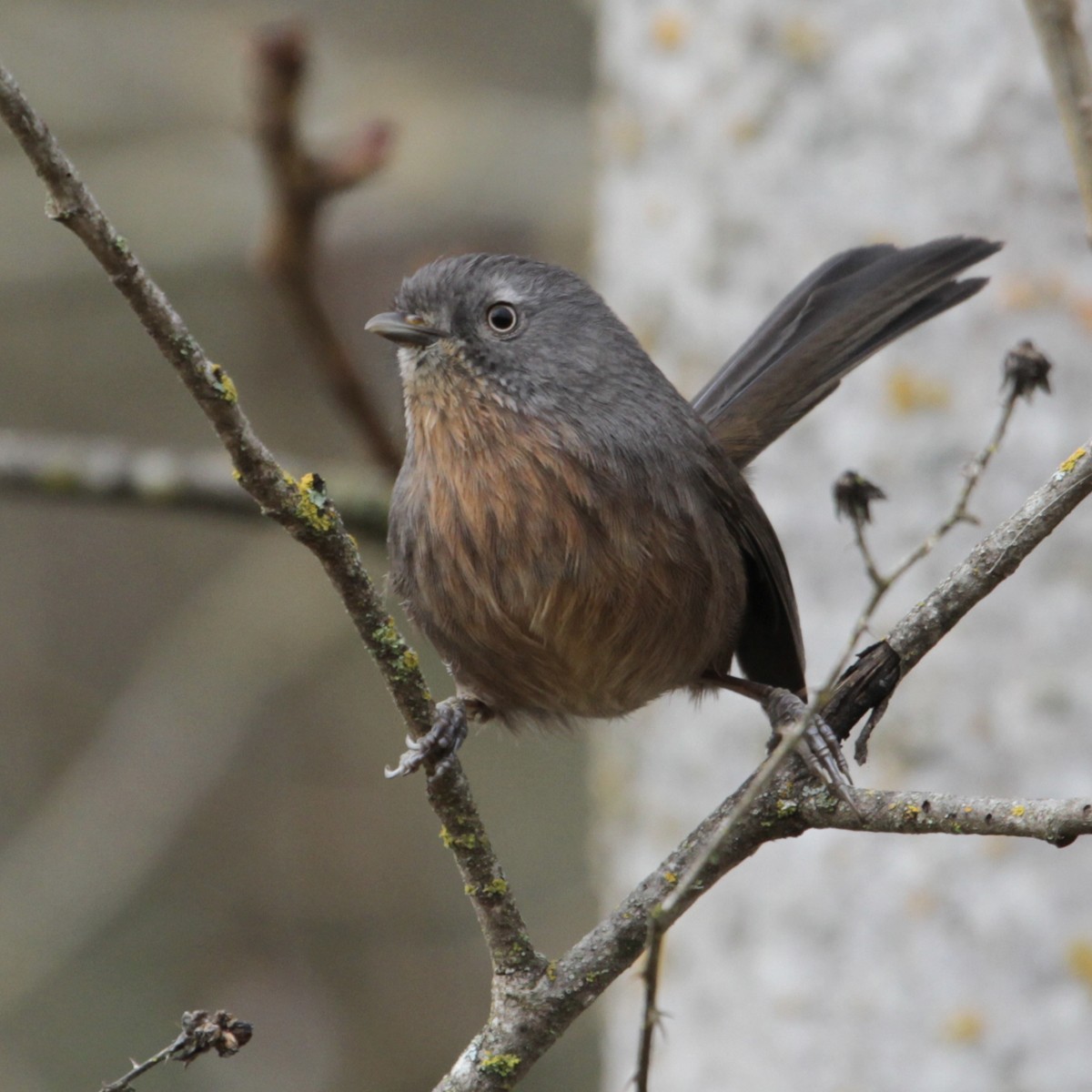 Wrentit - ML47884321