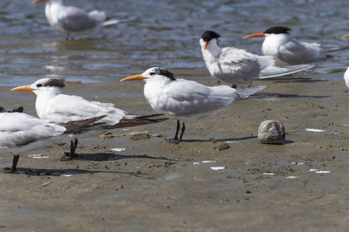 Royal Tern - Anthony Gliozzo