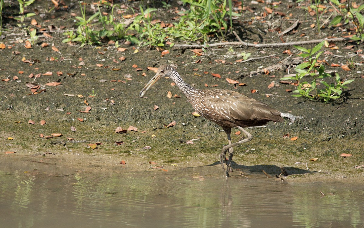 Limpkin - ML478846921