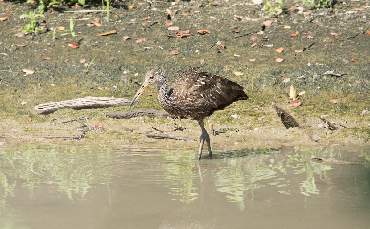 Limpkin - ML478846941