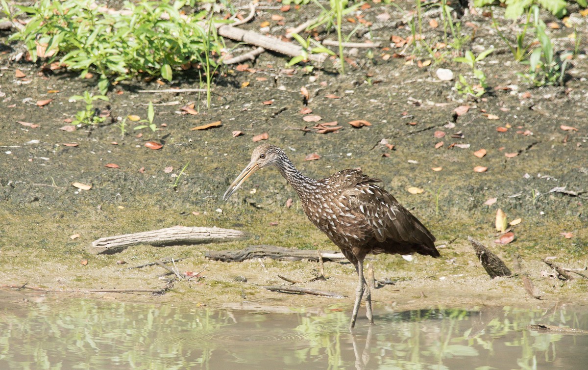 Limpkin - Cliff VanNostrand