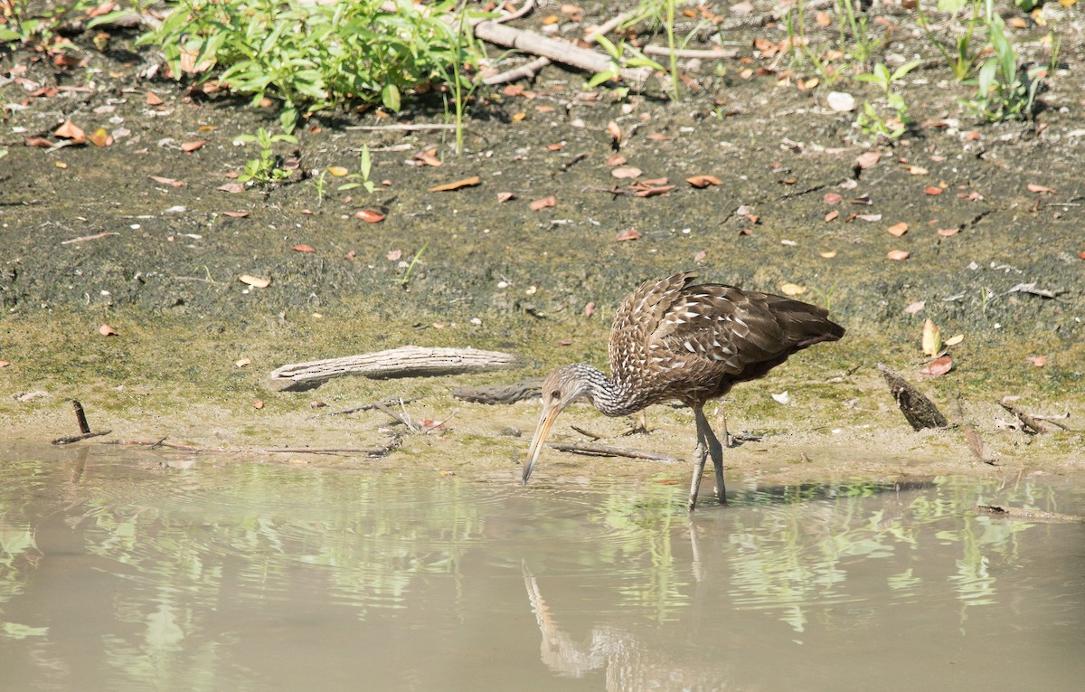 Limpkin - Cliff VanNostrand