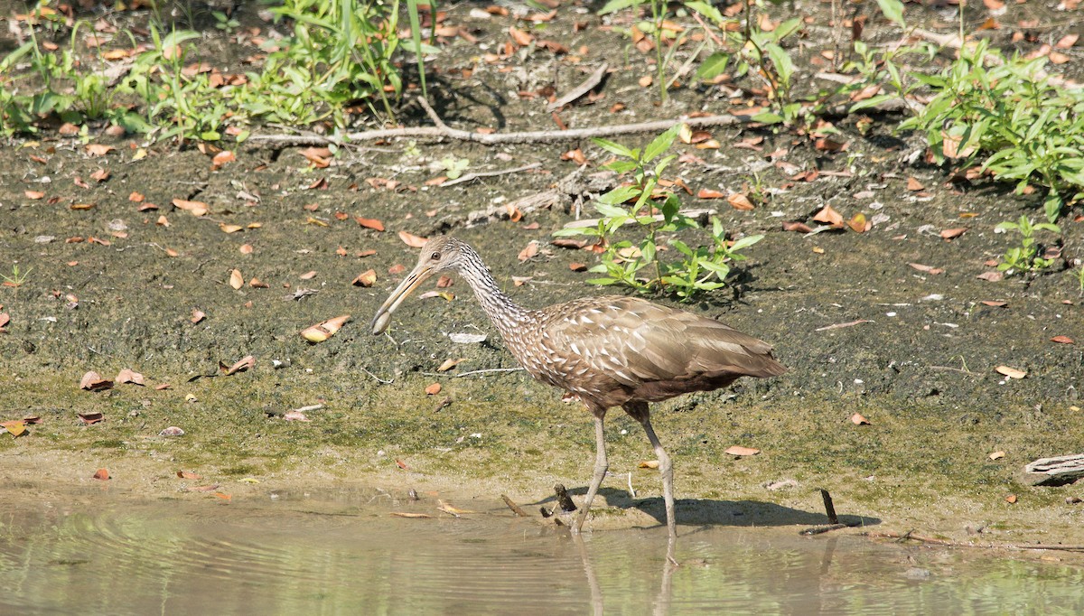 Limpkin - Cliff VanNostrand