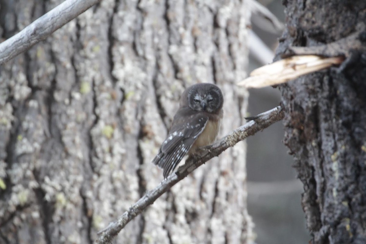 Northern Saw-whet Owl - ML478847411