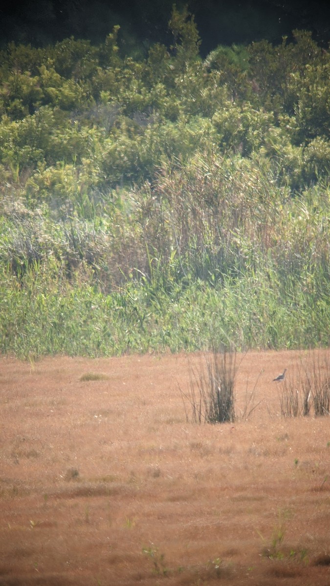 Upland Sandpiper - ML478847831