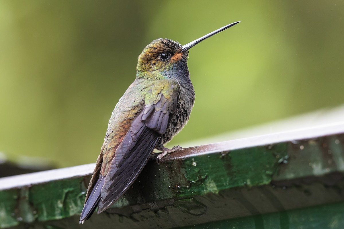 kolibřík irisový - ML478848661