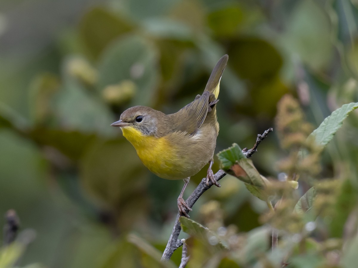 Common Yellowthroat - ML478848811