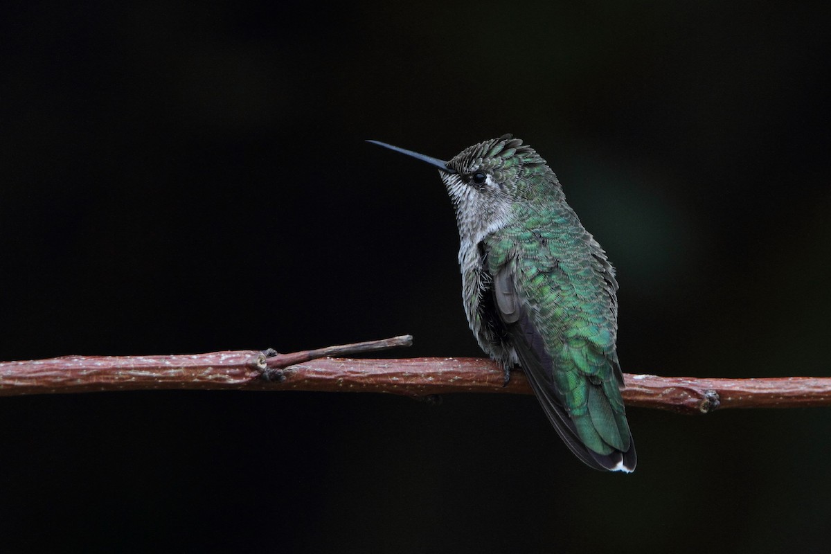 Anna's Hummingbird - ML478849461