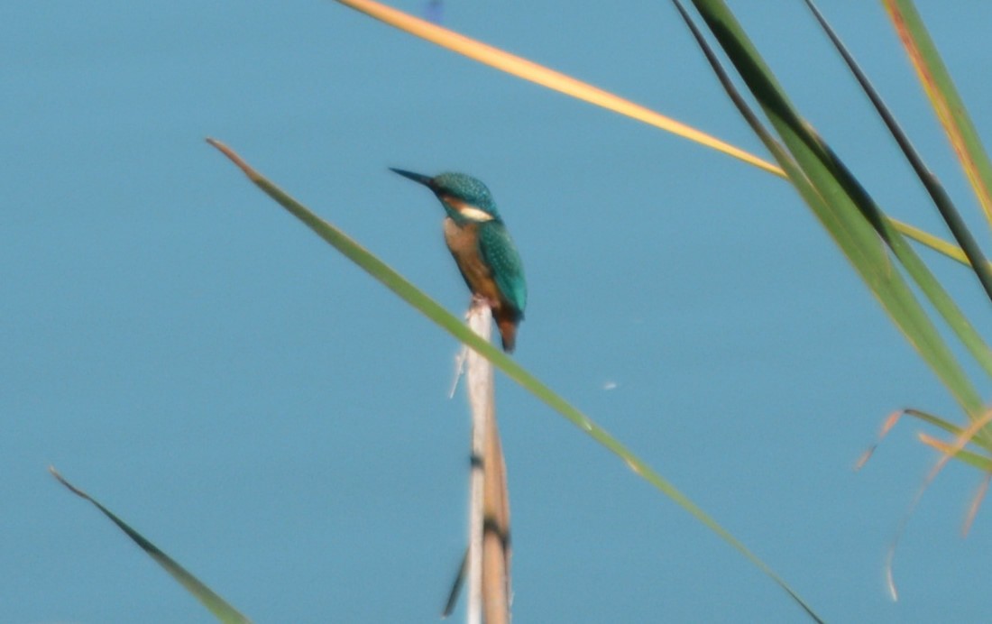 Common Kingfisher - ML478849761