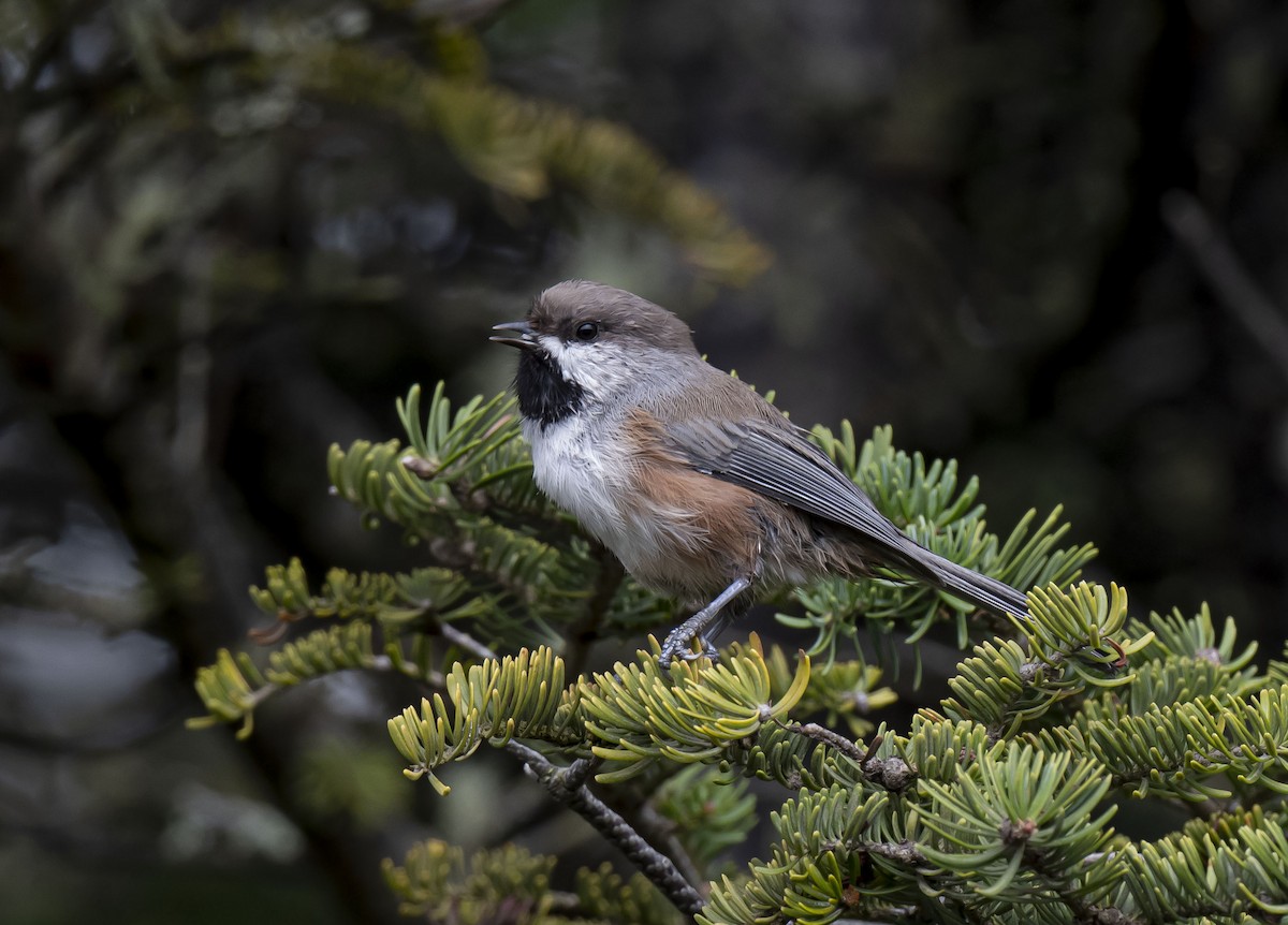 Boreal Chickadee - ML478849811