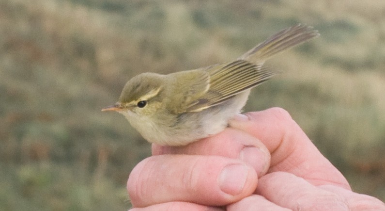 Ногоовор дууч шувуу - ML478850331