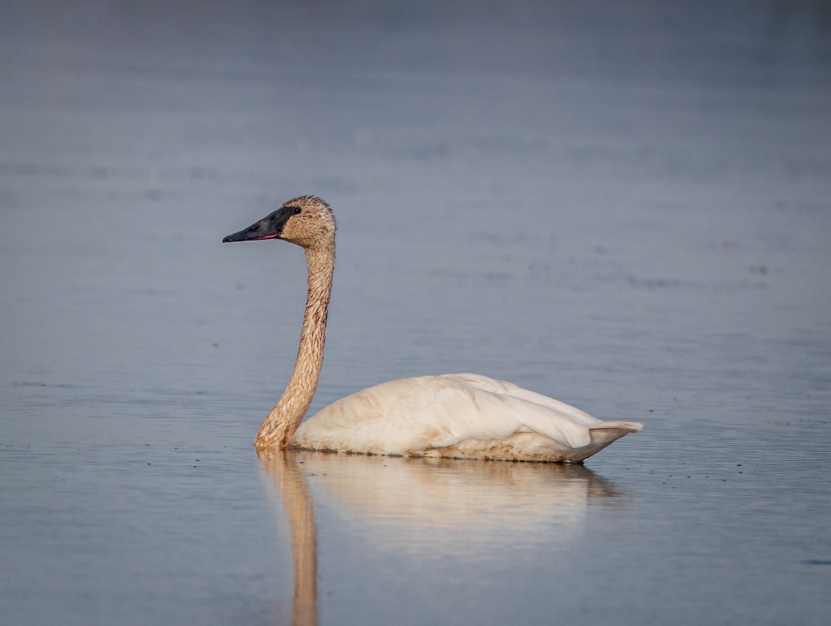 Trumpeter Swan - ML478853281