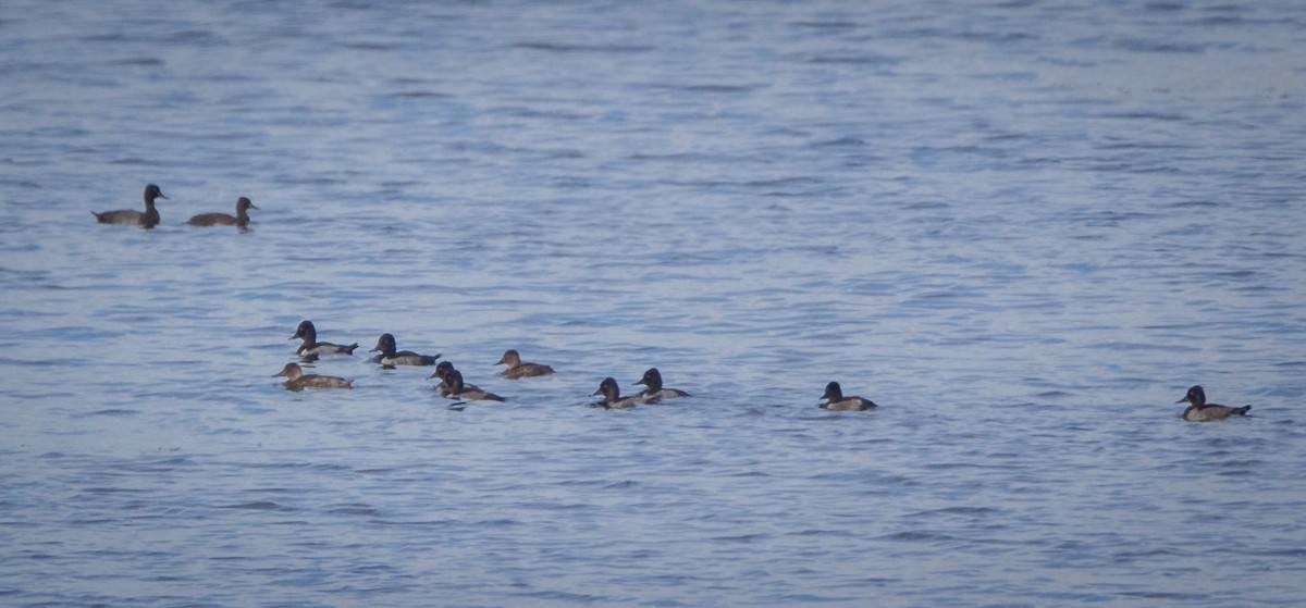 Ring-necked Duck - ML478853321
