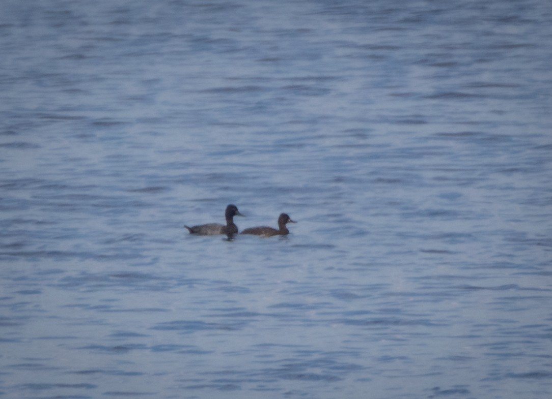 Lesser Scaup - ML478853381