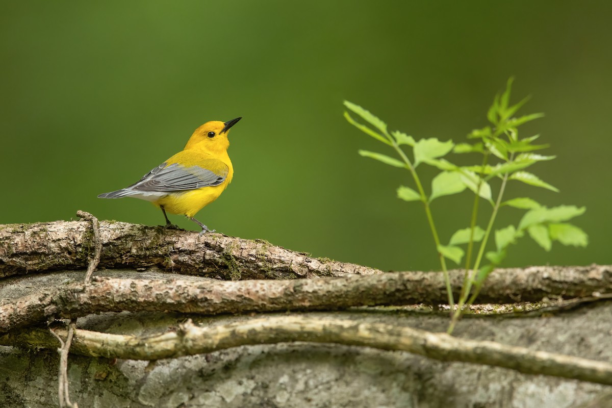 Prothonotary Warbler - ML478854541