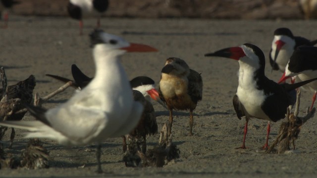 Black Skimmer (niger) - ML478855