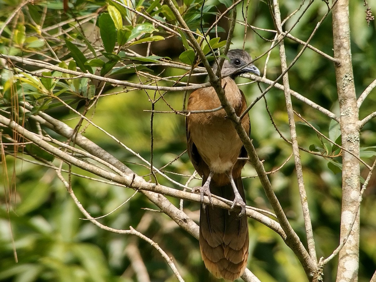 Plain Chachalaca - ML478855091