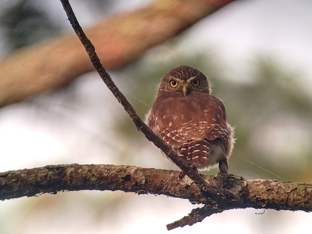 Ferruginous Pygmy-Owl - ML478856231