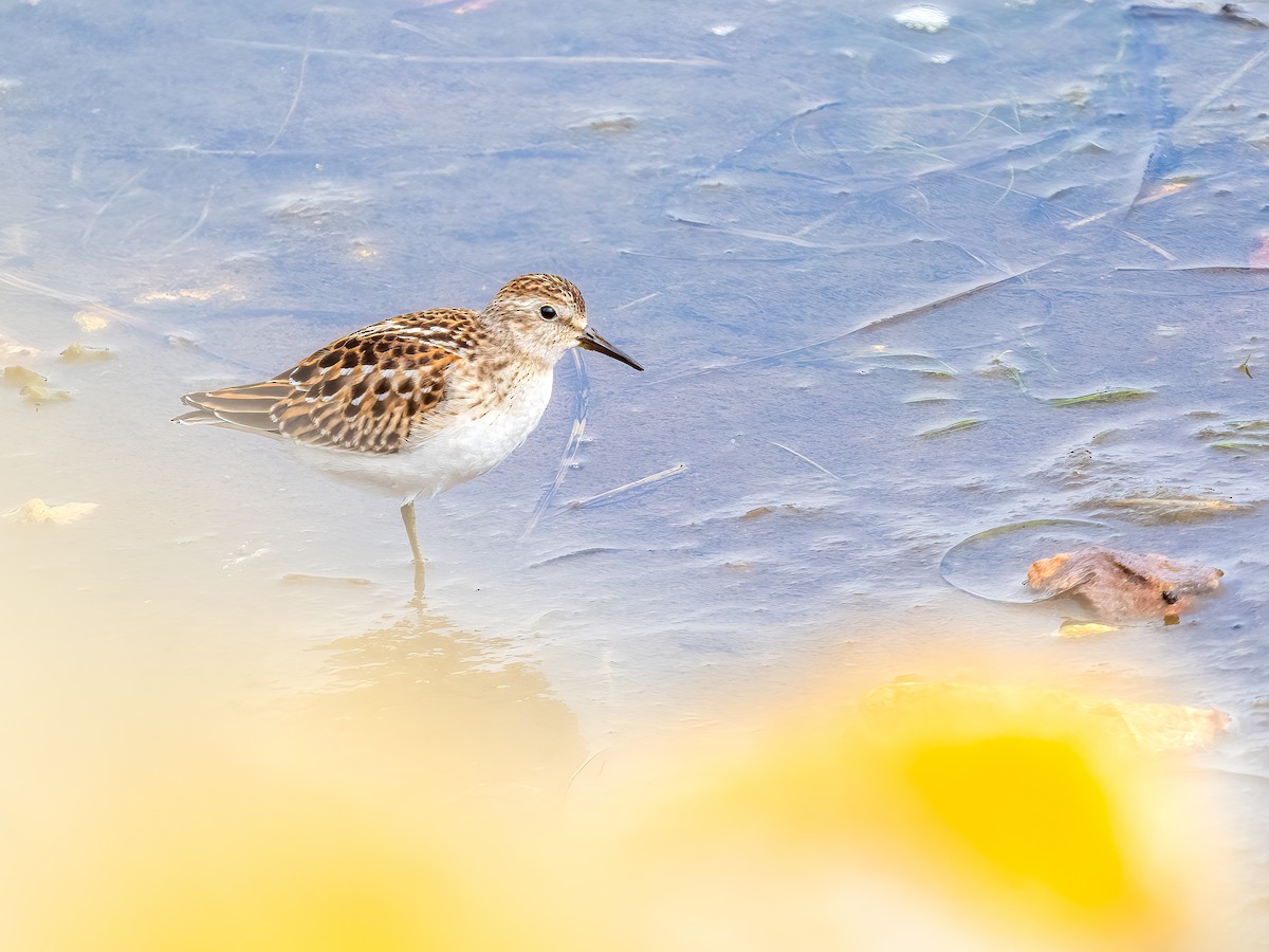 Least Sandpiper - ML478858191