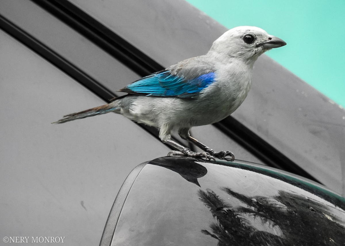Blue-gray Tanager - ML478858261